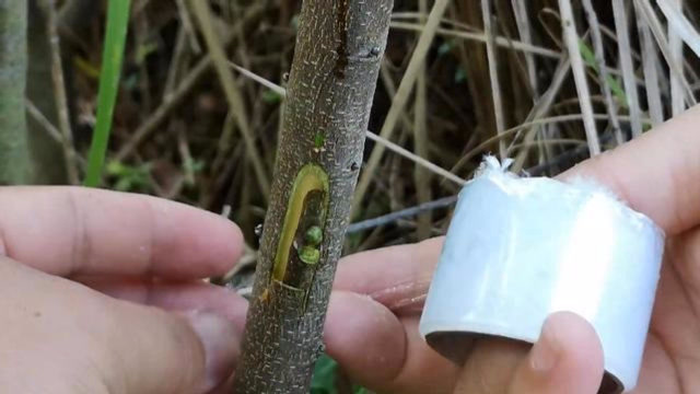 现场演示果树嵌芽接方法,这种方法同样适用于花卉嫁接,操作简单