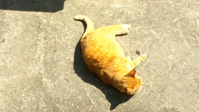 大胖橘在地上翻过来翻过去,啥意思啊?在撒娇吗?