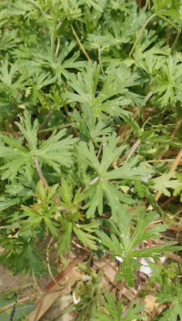 野生植物老鹤草,又称五叶草,农村的宝贝