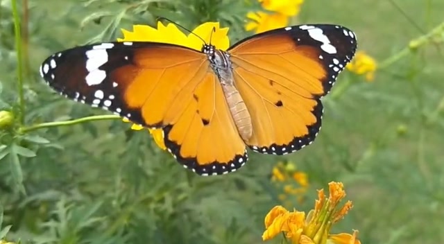 真实拍摄一只美丽的金斑蛱蝶在花丛中嬉戏,你觉得它漂亮吗?
