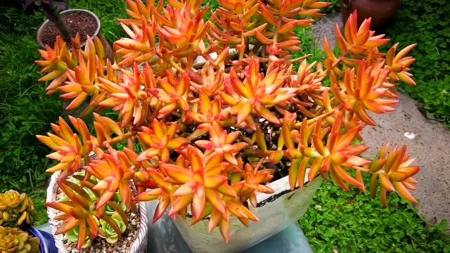 云南多肉植物欣赏:给点阳光就灿烂的铭月群生老桩!