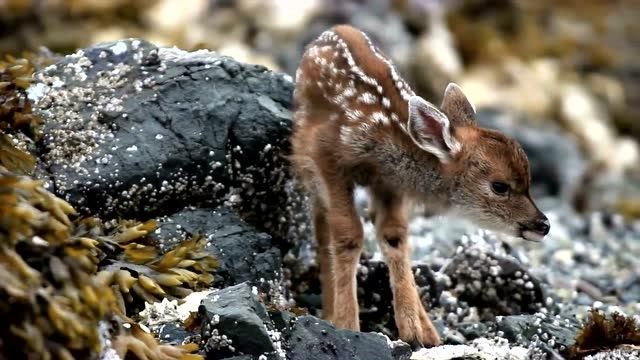 小驯鹿真是可爱呀,看到妈妈就跟着走了