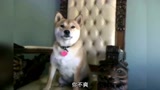 如何让动物跟着你开口说话 灵魂调教师 太有意思了 腾讯视频 如何让动物跟着你开口说话 灵魂调教师 太有意思了 腾讯视频