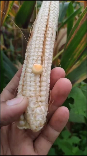 种下一粒种子,现在收获一粒玉米,这是啥意思?