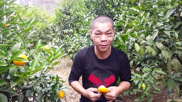 建鹏为了能把果园种好,每天都去小辉果园学习,小辉也很认真教他