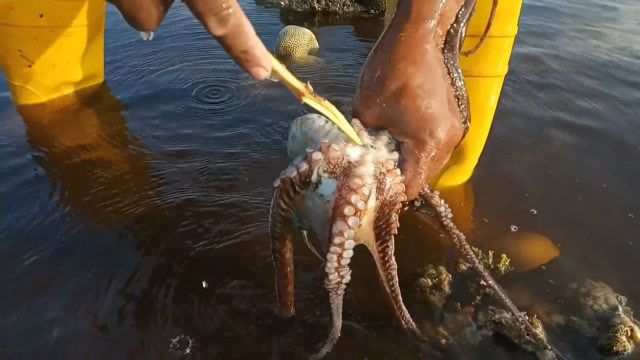 牛人下海抓章鱼,一叉一个准,这下赚到了!