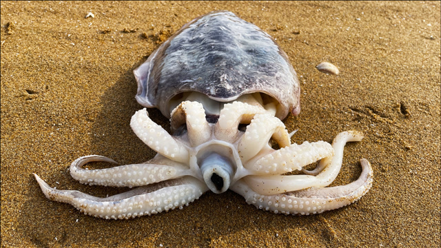 大海退潮后,大齐发现一只超大墨鱼,上面还有锋利的牙齿