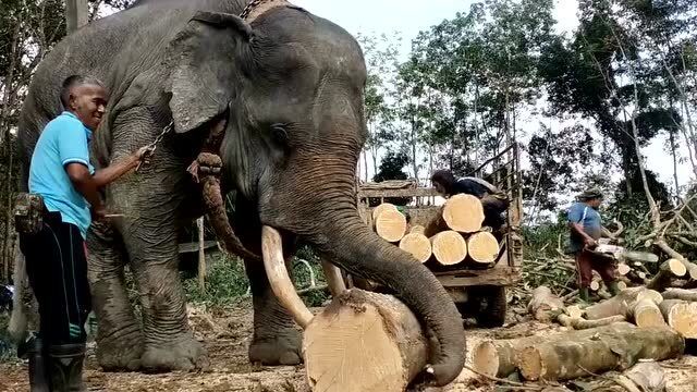 大象用鼻子搬运木头图片