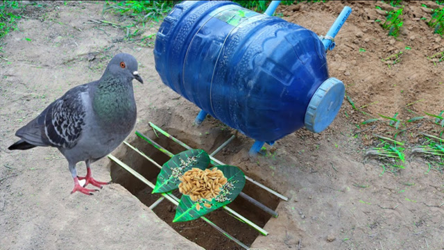 大叔用塑料桶自制抓鸽子陷阱技术简直太赞了网友看着不可思议