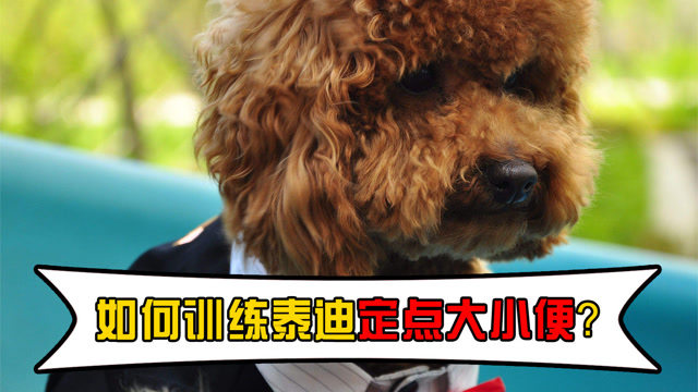 如何训练泰迪定点大小便?简单易懂的步骤