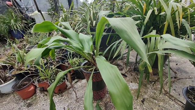 玉米兰,做绿植盆景是非常不错的兰花