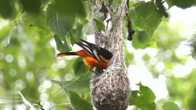 这种黄鹂鸟的鸟窝就像个舒服的吊篮,小鸟住着真幸福