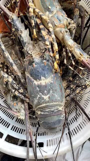 4斤的大龙虾,个头确实不小,老百姓可吃不起!