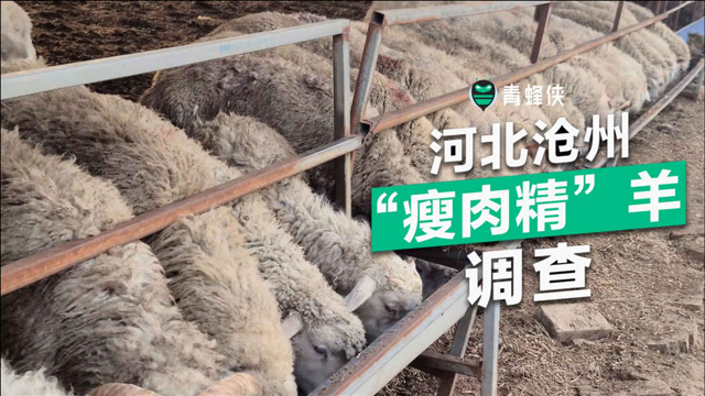 瘦肉精羊调查③羊经纪青县羊名声响价格高不喂东西不长