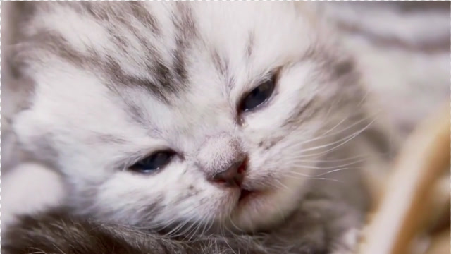 刚刚睁开眼的小奶猫蹒跚学步!萌力十足让人无法抗拒!