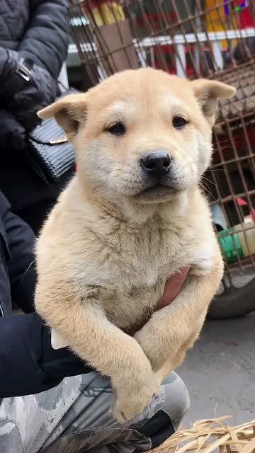 你见过天生兔尾的狗狗吗?据说这样的狗狗有猎犬的潜质!