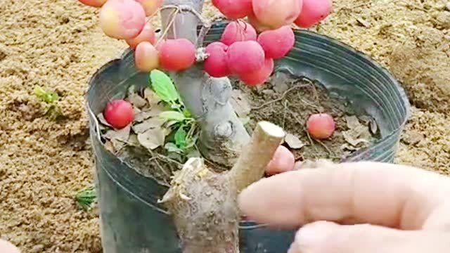 老果农给桃树嫁接樱桃看看他是如何操作的学会了你绝对不后悔