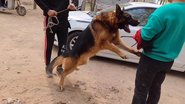 狗市最惊悚画面德牧拉不住差点咬人