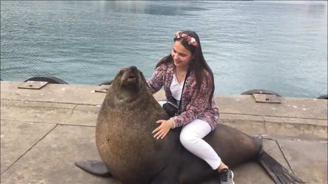 一只海豹爬上岸休息,大胆女孩直接骑上去