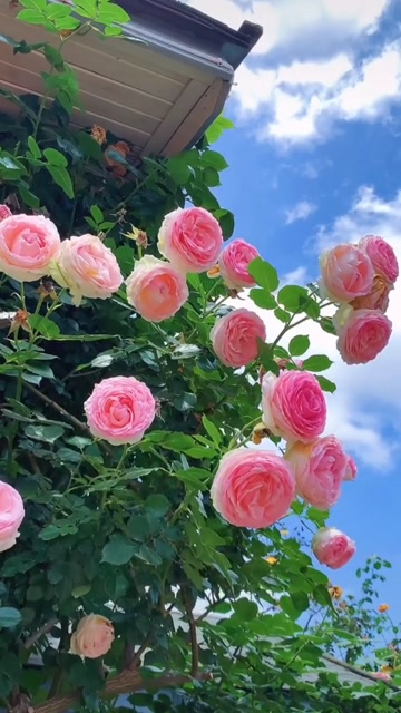 这是玫瑰花?爱情?真的假的?单身太久了竟然不知道