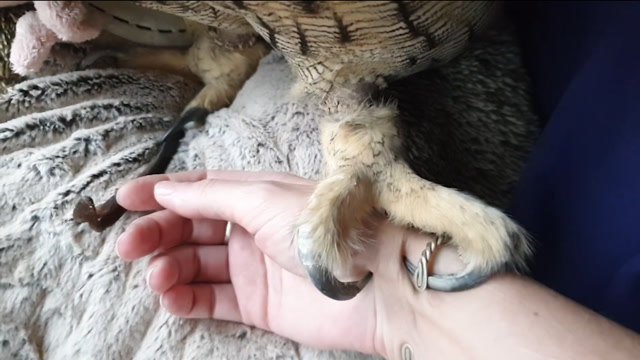 猫头鹰狠狠抓着主人的手,爪子差点嵌入肉中,网友:看着都疼