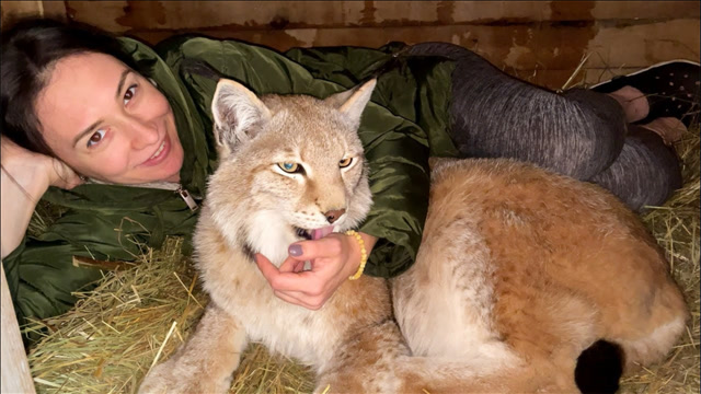 人与动物间如此信任!猞猁要生宝宝,俄罗斯女主人在窝里陪着它