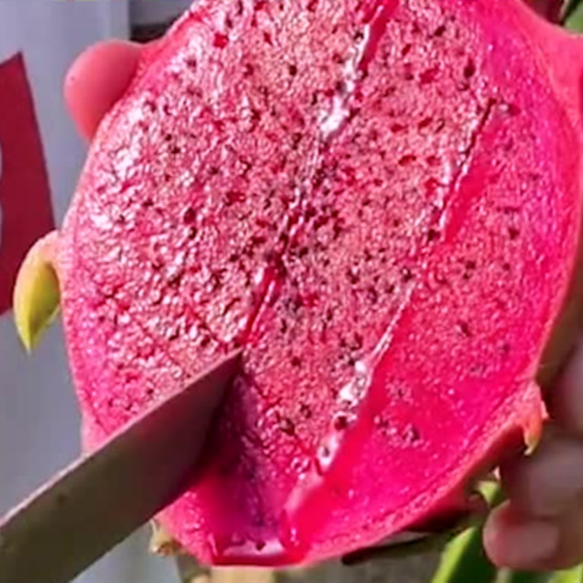 纯天然的红心火龙果,这颜色看一眼就馋了,吃过的人才懂它的好滋味