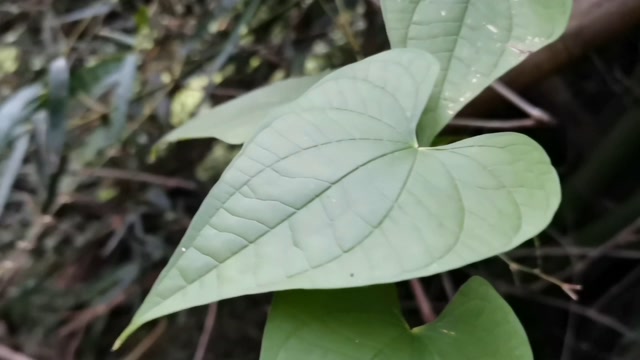 这种爬藤植物长得很特别,它叫黄独,一种野生中草药,来简单认识一下