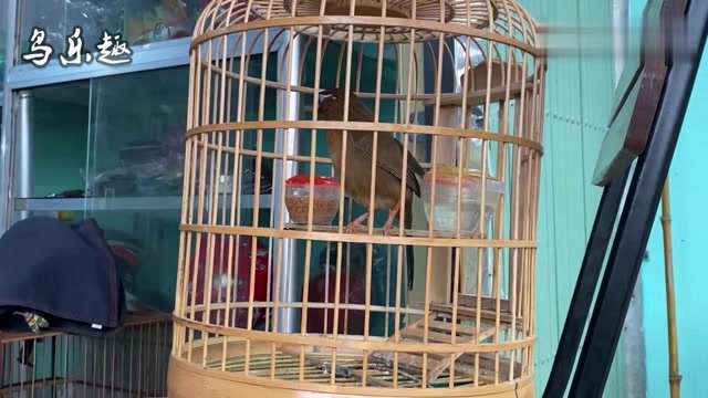 原毛画眉鸟大叫,叫声清脆,婉转多变,好听极了