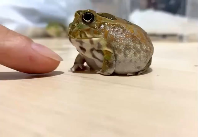 逗一下圆滚滚胖嘟嘟的小青蛙吧!