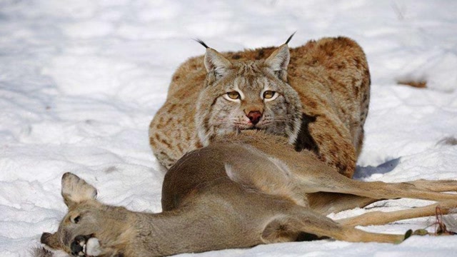 腾讯视频-中国领先的在线视频媒体平台,海量高清视频在线观看