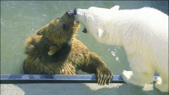 棕熊和北极熊谁大图片