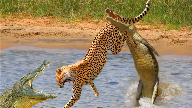 豹子喝水遭鳄鱼袭击,被死死咬住尾巴,镜头记录搞笑一幕