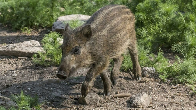 小野猪在猎犬的围捕下倒地,被五花大绑抬走,嚎啕大叫