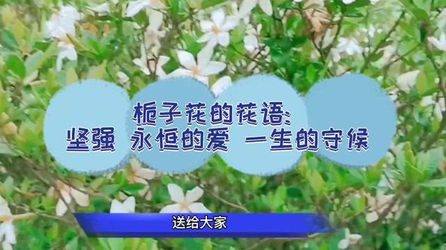 栀子花的花语~坚强 永恒的爱 一生的守候