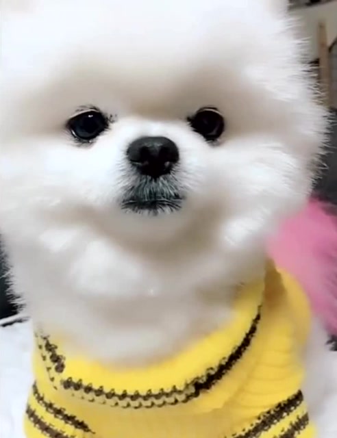 狗狗白白的超级可爱眼睛也圆圆的真是太呆萌了