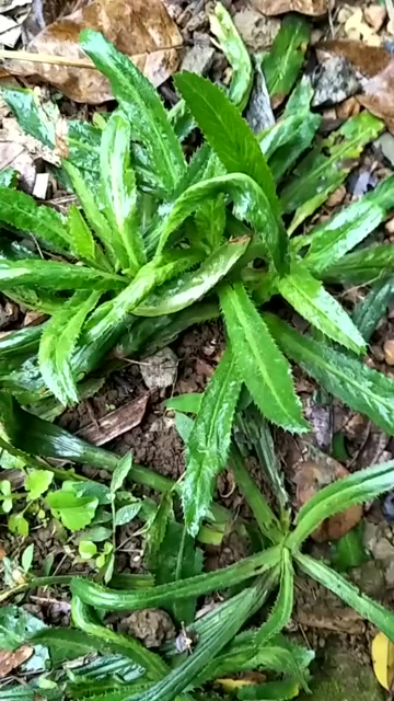 广西常见的野菜图片