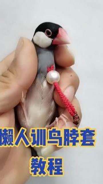 简单易学训鸟脖套教程