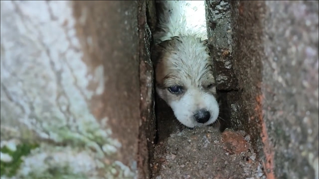 小狗卡在墙缝里,被路过的好心人发现,耗费两小时将其救出
