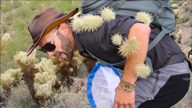 狠人狼叔,被30个仙人掌球扎是什么体验?