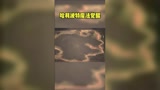哈利波特魔法觉醒：救救孩子吧