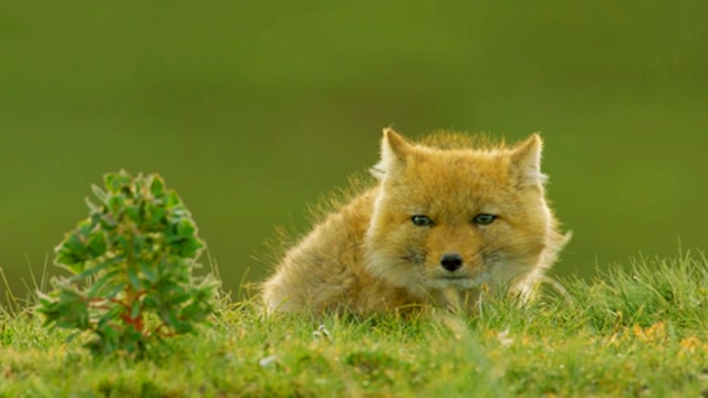 藏狐妈妈捕猎被藏狼害死,失独幼崽软弱可怜又无助