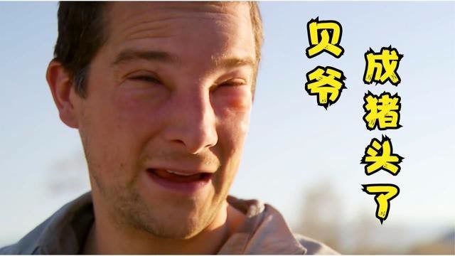贝爷最惨的一次荒野求生,被蜜蜂蛰成猪头,还要喝自己的尿液