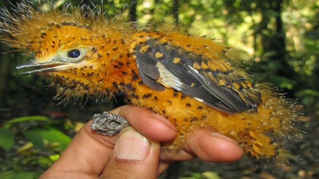 是鸟还是毛毛虫?烟灰悲雀的伪装之道 ,没有两下子都生存不下去