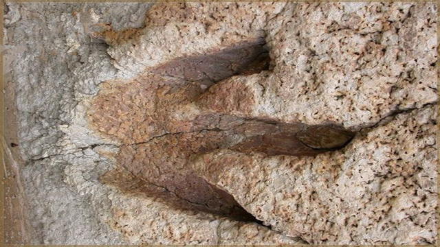 江西首次发现恐龙脚印 为兽脚类恐龙留下