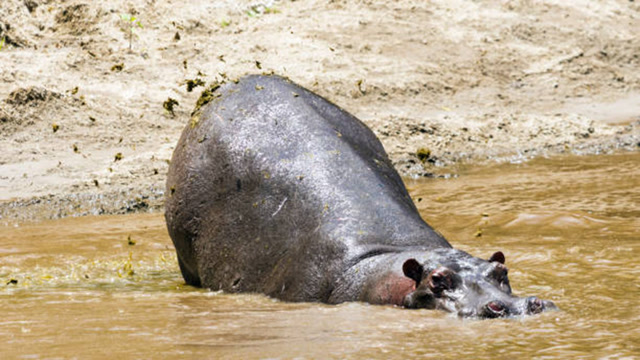 雌雄有别:公河马疯狂"甩便"吸引心上人