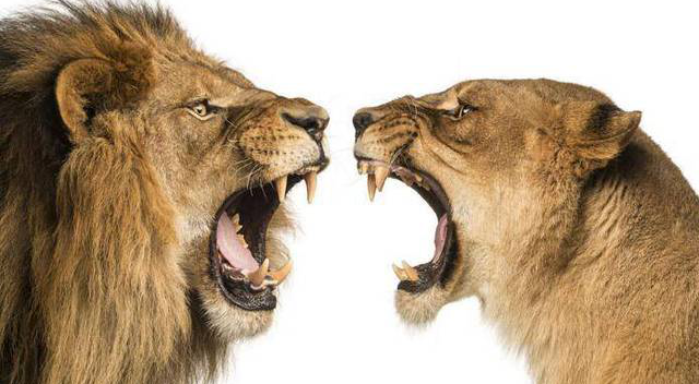 狮子空有其表,打架只会干吼,老虎打架霸气