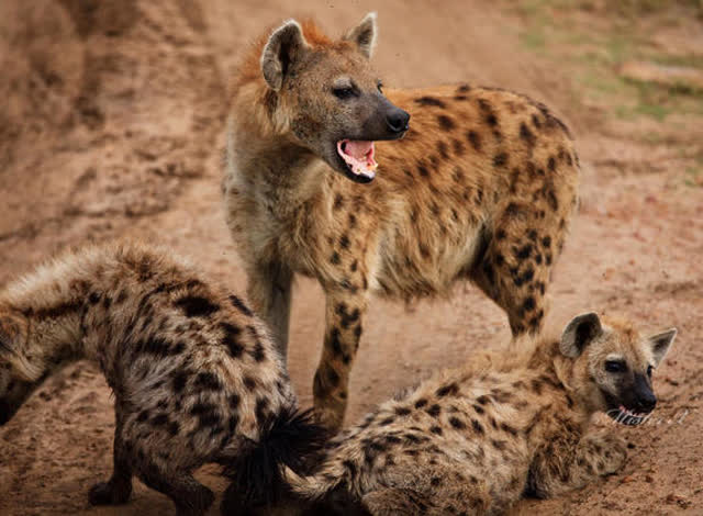 鬣狗拥有怪异的生殖系统,生孩子是极其危险的一件事