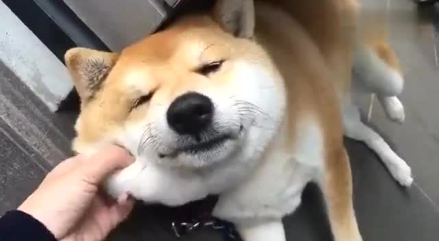 柴犬任主人捏脸!柴柴:只要捏爽了给吃的,尊严算神马