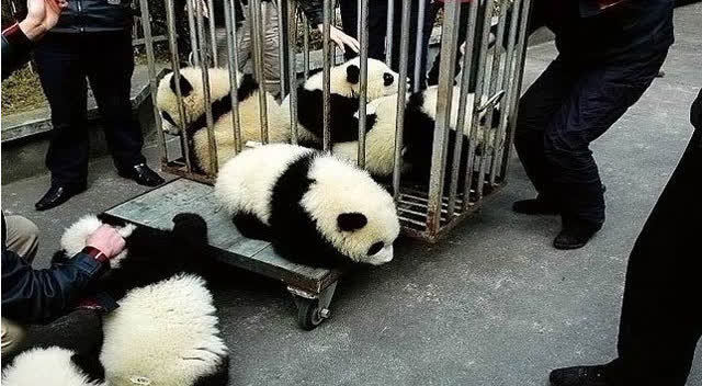 萌翻了熊猫宝宝集体越狱
